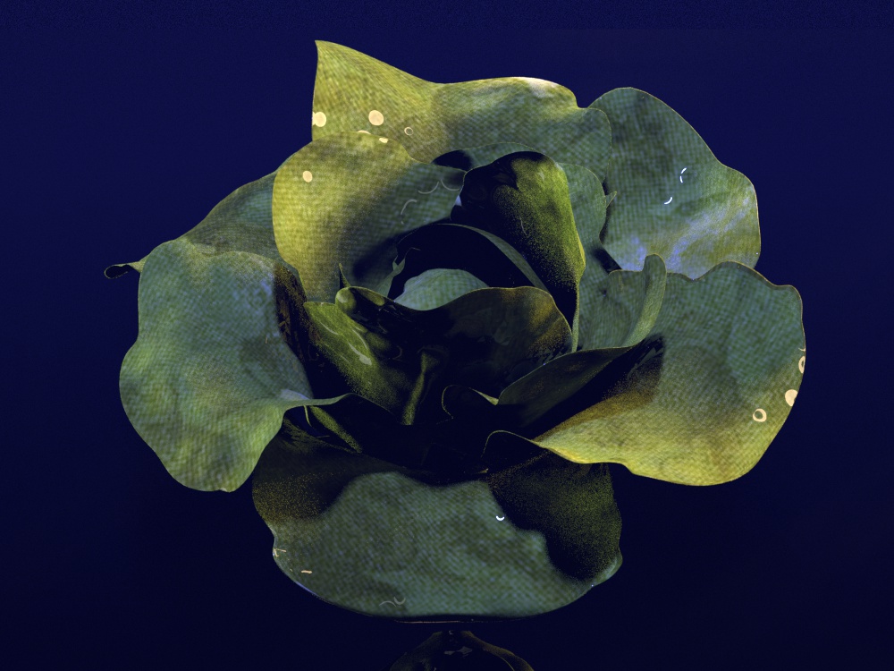 Image by Emily Anderson