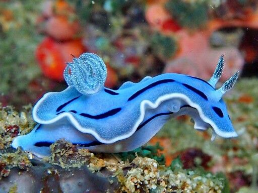 Blue Ocean Snail