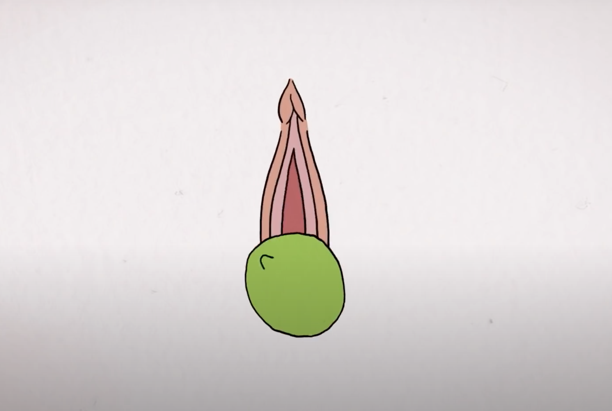 Imagine a lime passing through your vagina