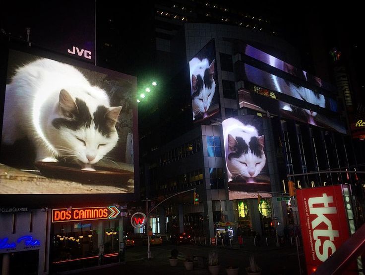 Büsi at Times Square, 2016.