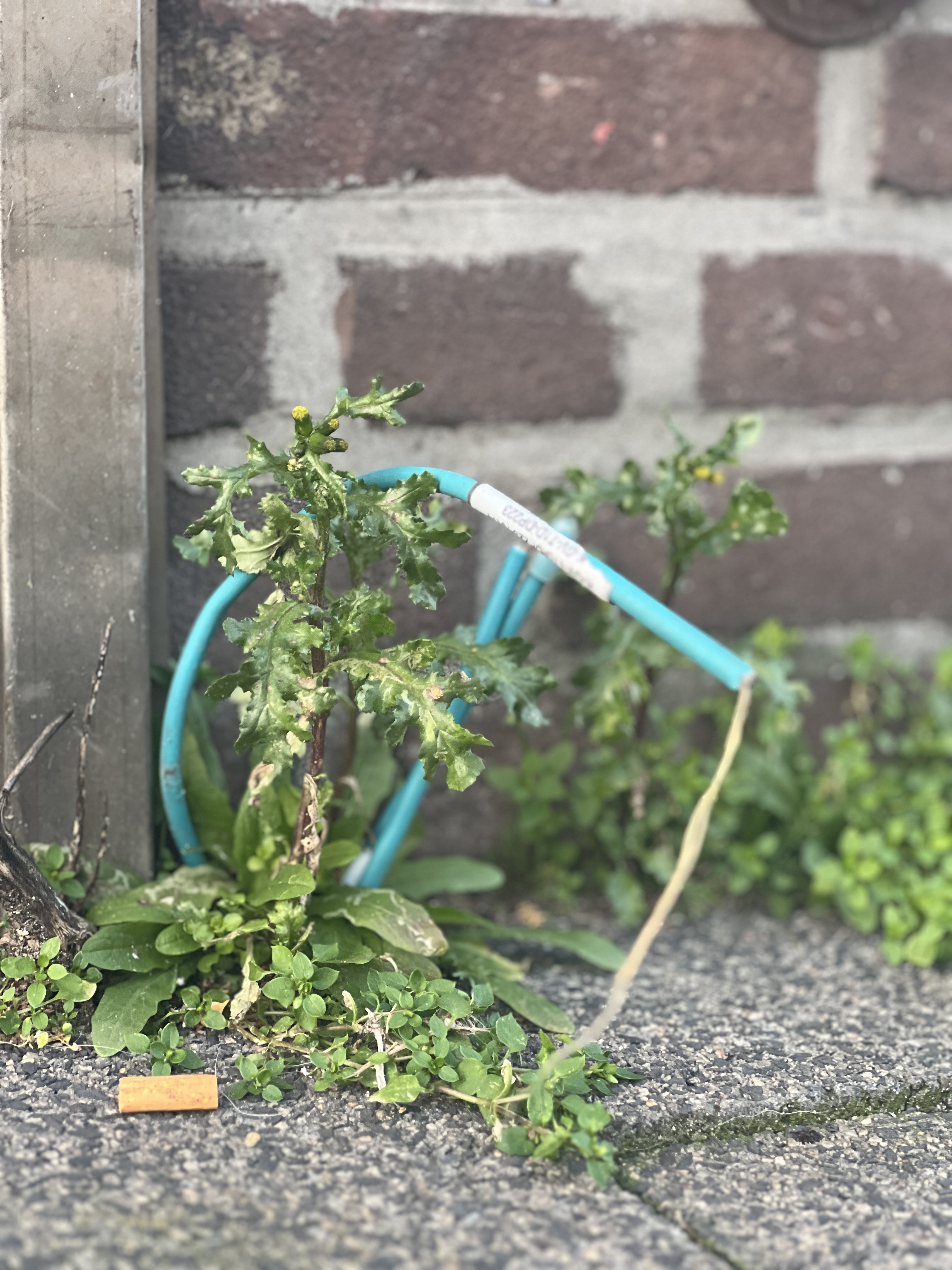 A close-up of a pair of sticks