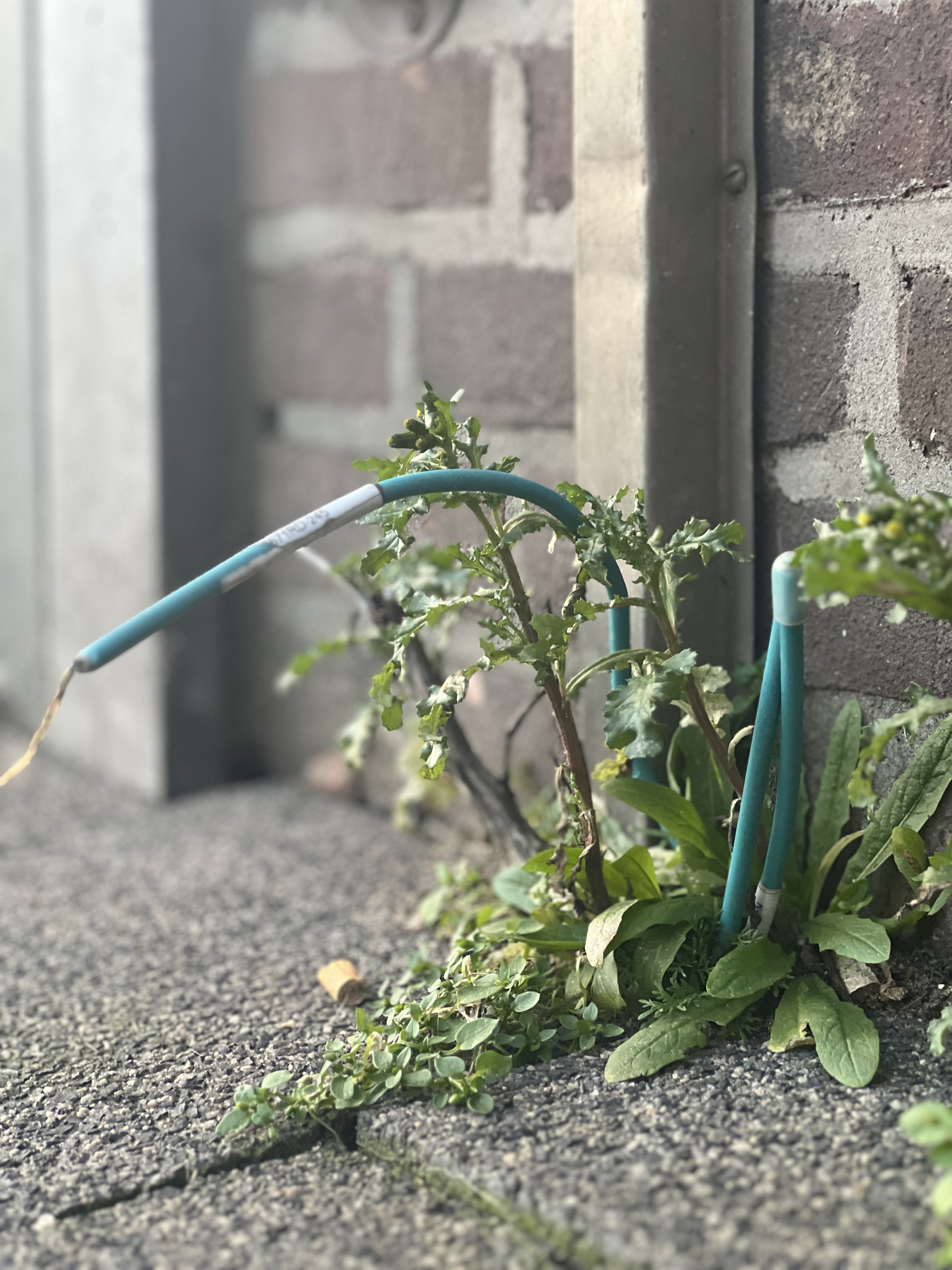 A close-up of a pair of sticks