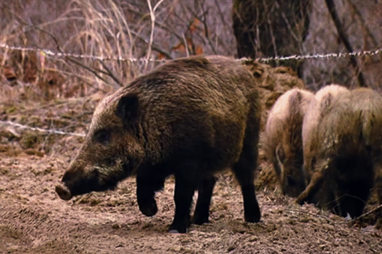 Injurred wild pig