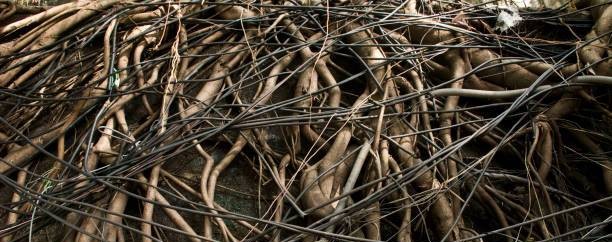 cable entangled with root