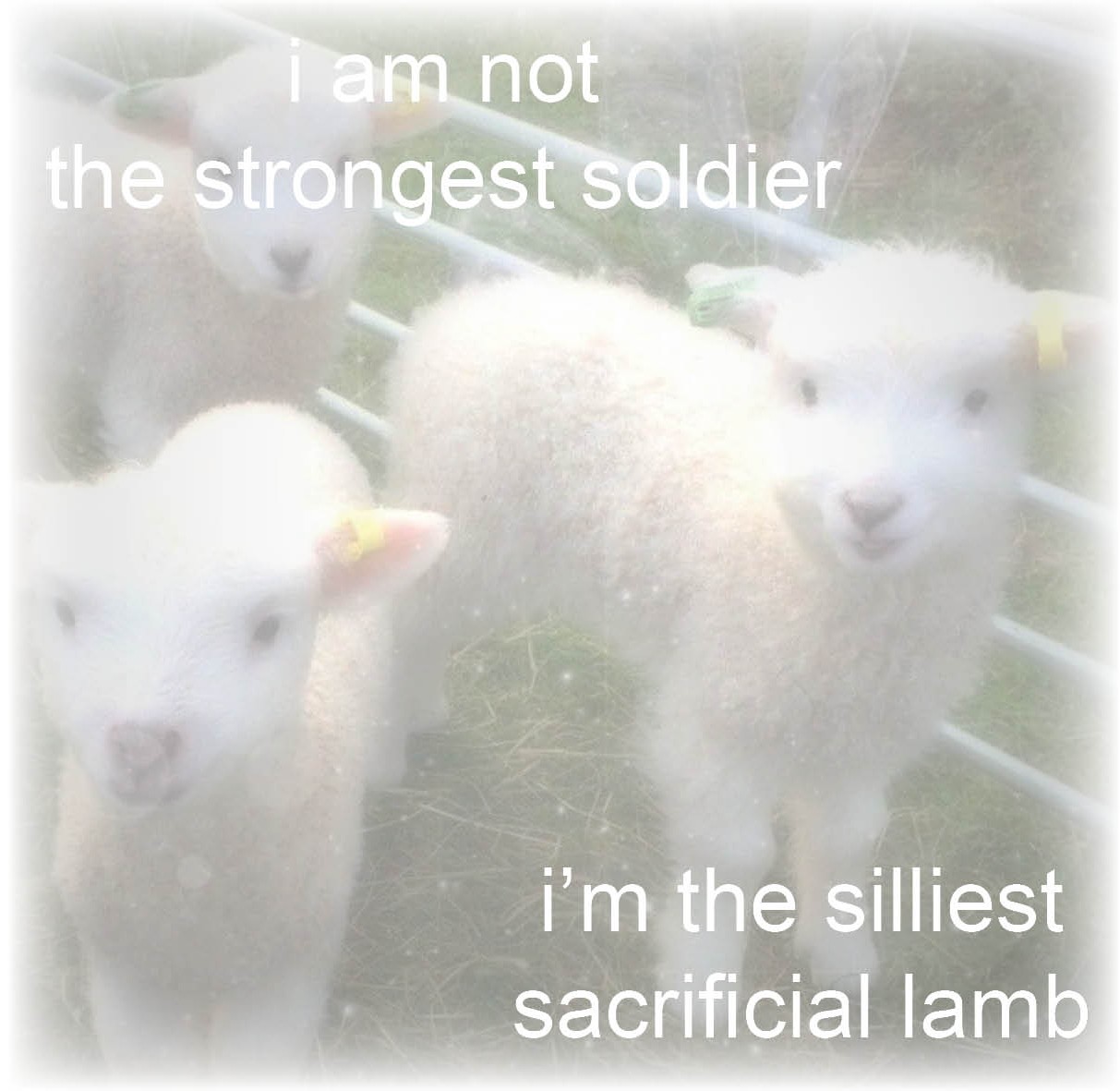 lamb
