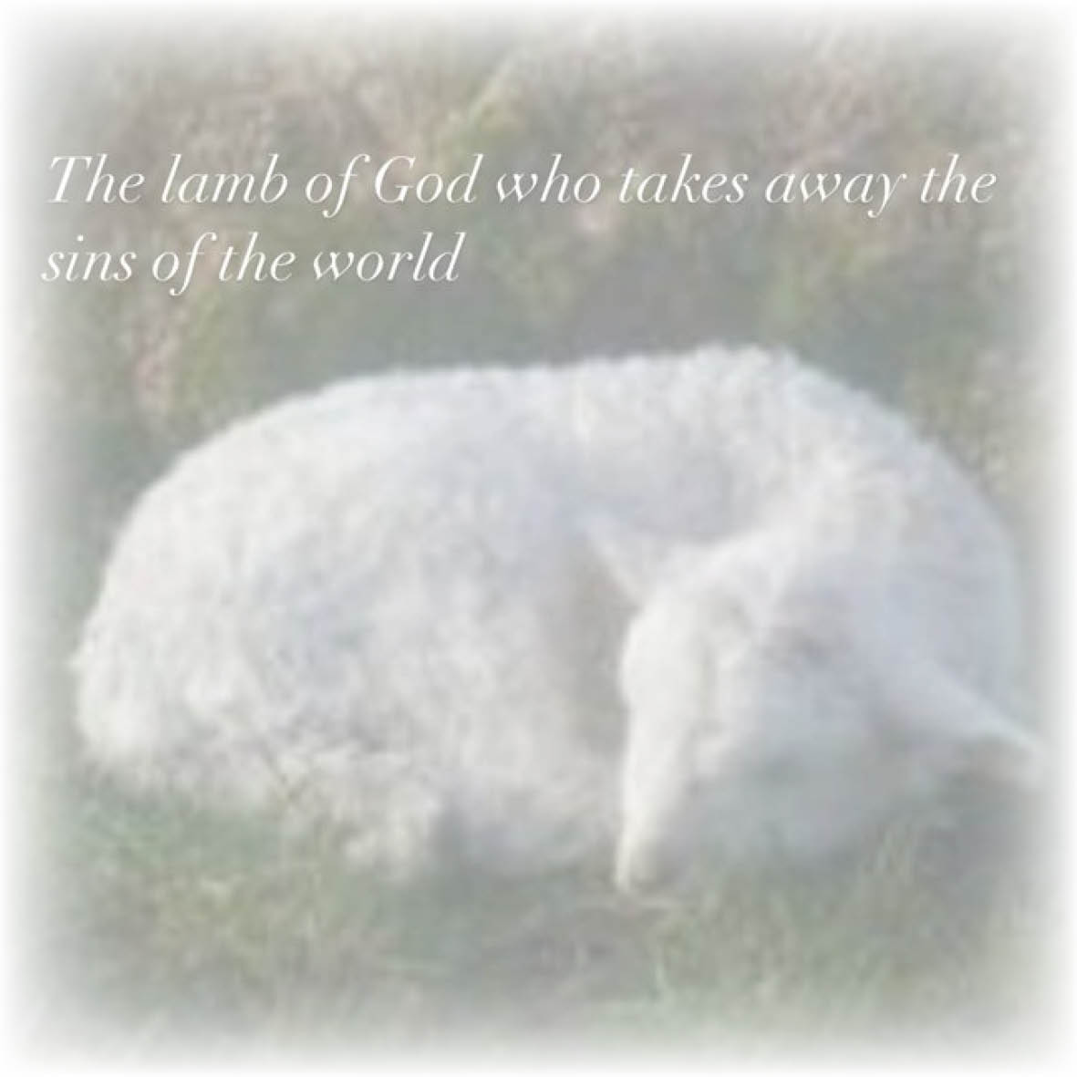 lamb